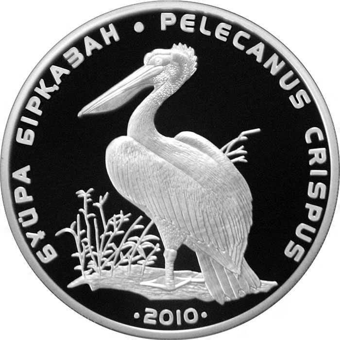 Кудрявый пеликан фото 1