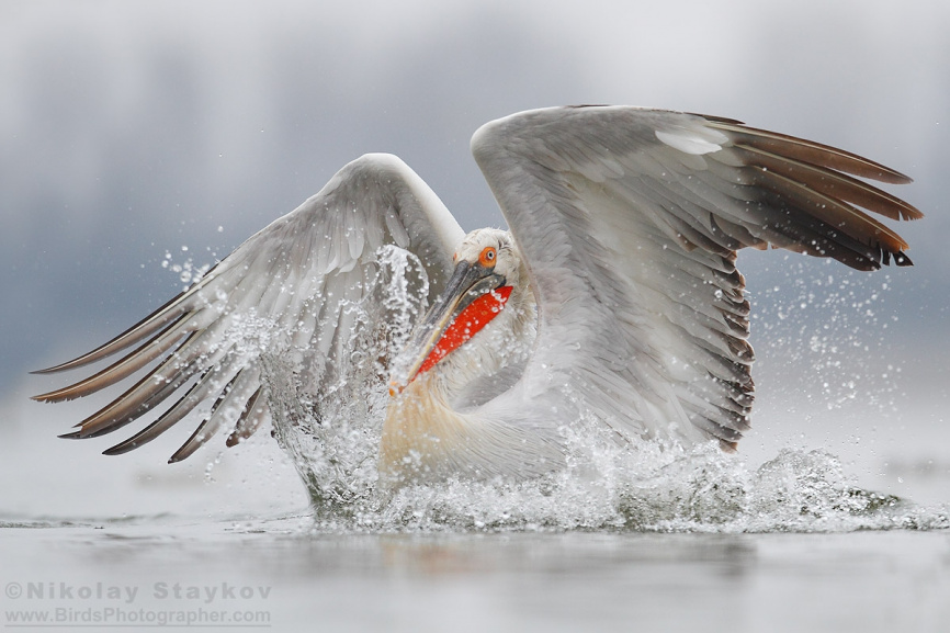 Кудрявый пеликан фото 6
